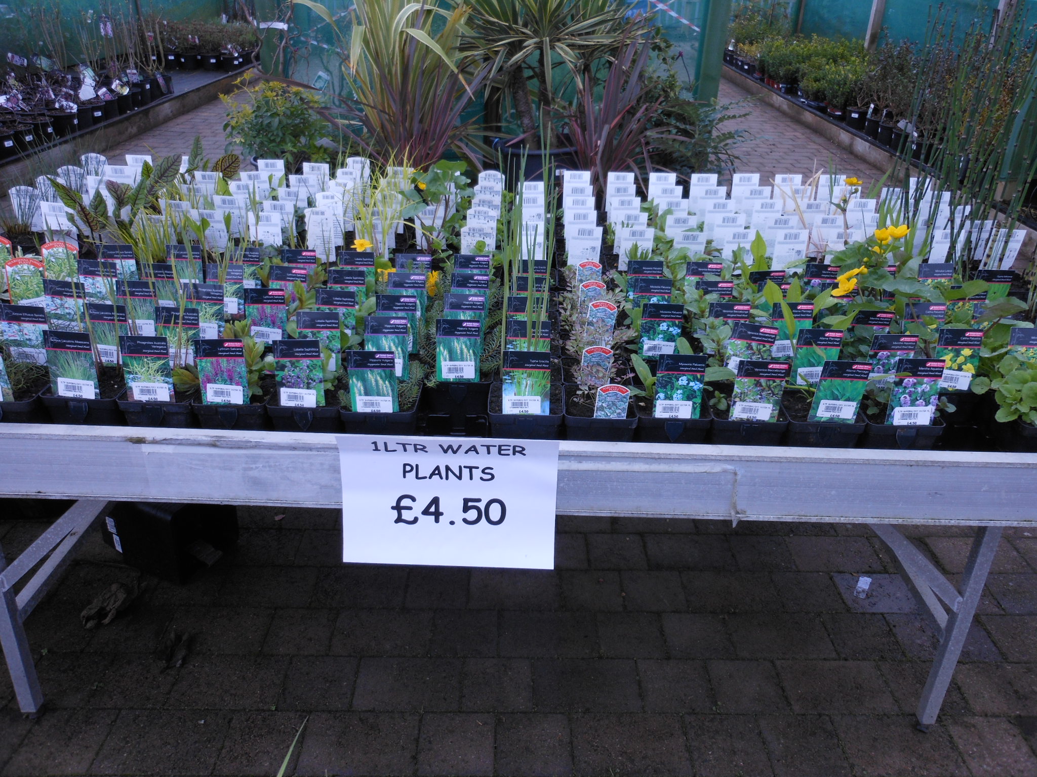 Plants Cherry Hill Garden & Landscape Centre