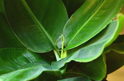 Plant of the Week: Banana Plant