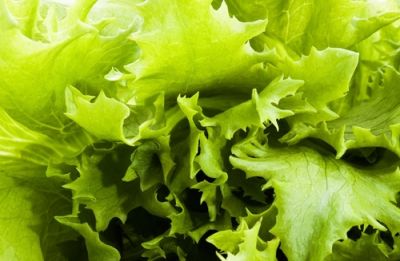Plant of the Week: Lettuce