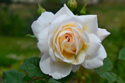 Plant of the Week: Rose