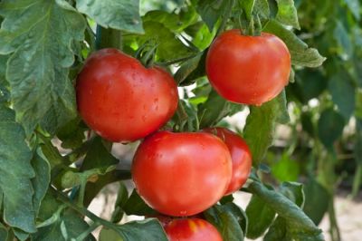 Plant of the Week: Tomato
