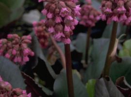 Winter perennials