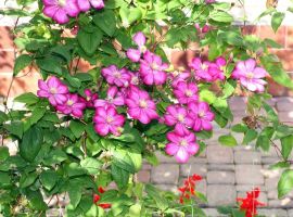 Clematis pruning made simple
