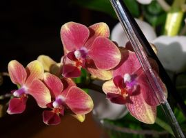 Year-round orchids