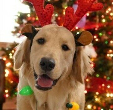 *BACK FOR 2025* Santa Paws