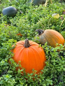 Pumpkin Picking 2025